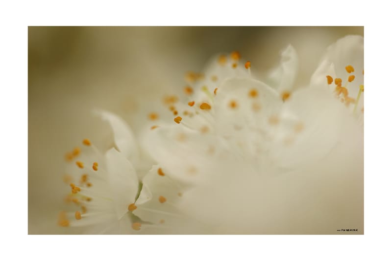 Fleurs Blanches