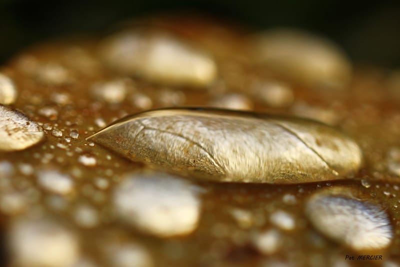 Perles de pluie