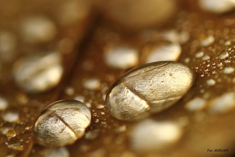 Perles de pluie