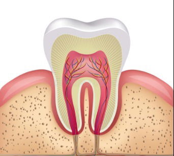 Anatomy Of Tooth