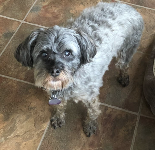 An Update on my Elderly Dog's Progress with SSP