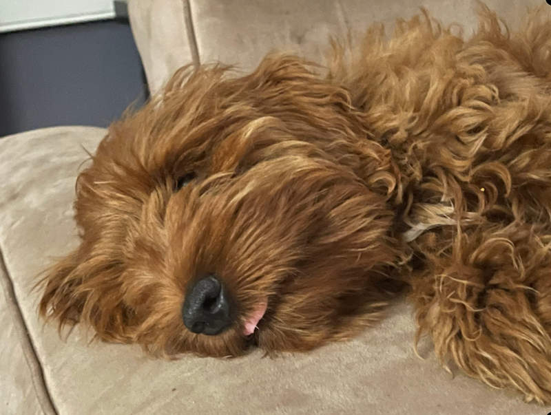 Beginning SSP With Amy, Our 5 Month Old Puppy