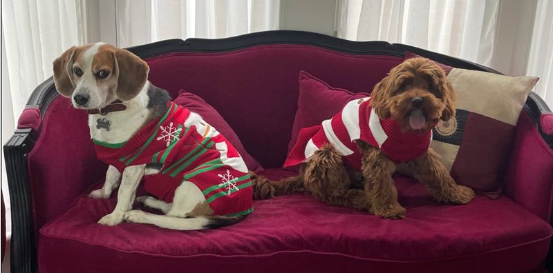 SSP Success!!  Though Jasper steals the show....