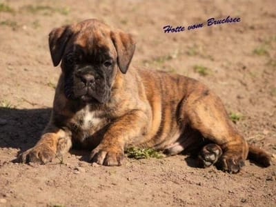 unsere Züchter  image