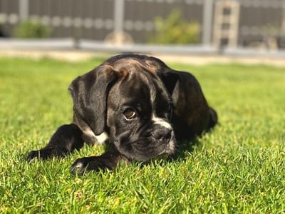 unsere Züchter  image