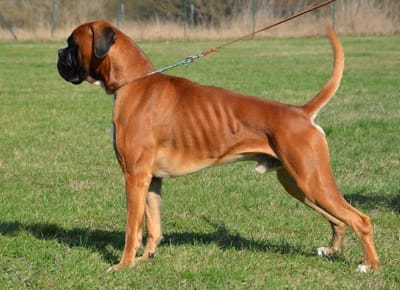 Der Deutsche Boxer image