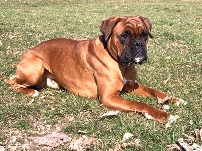 Zuchtstandards image