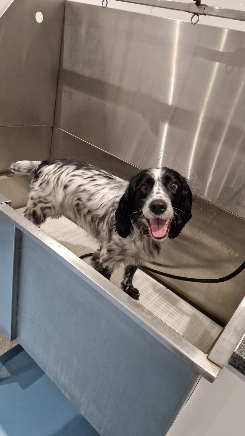 Complete Pampering Session for your dog