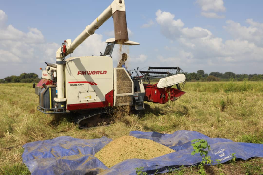 Combined Harvester harvesting rice at Tobanda Site, Pujehun District.