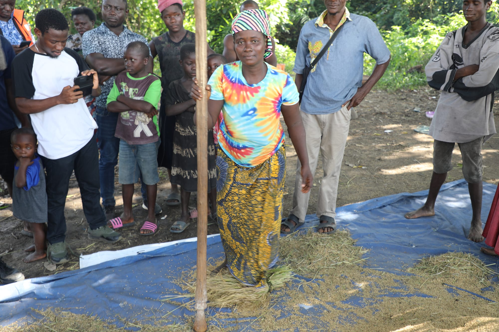 Traditional threshing demonstrated by a beneficiary at Tobanda site as an alternative to mechanical threshing.