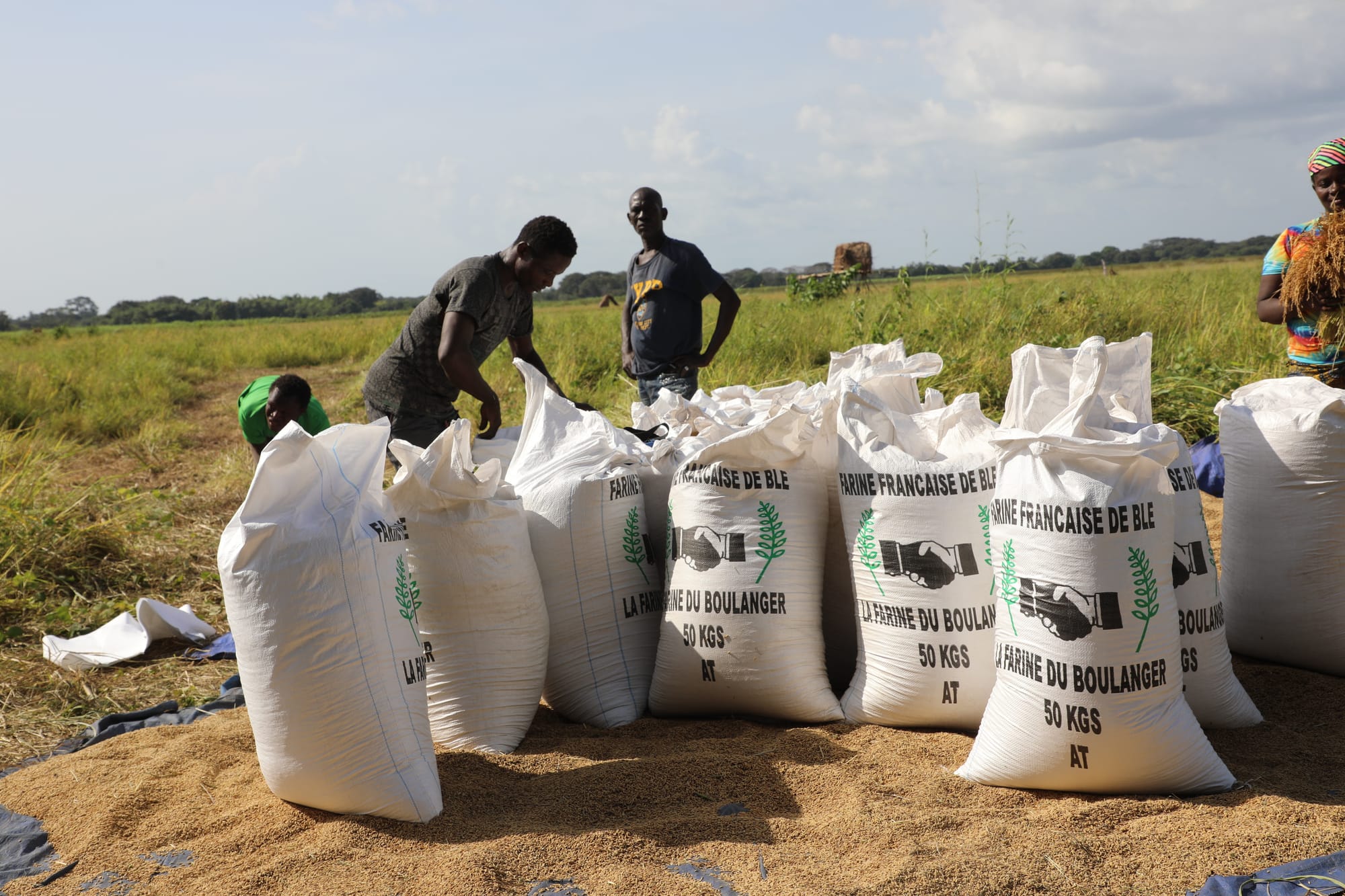 Harvested rice bagged at Tobanda site.