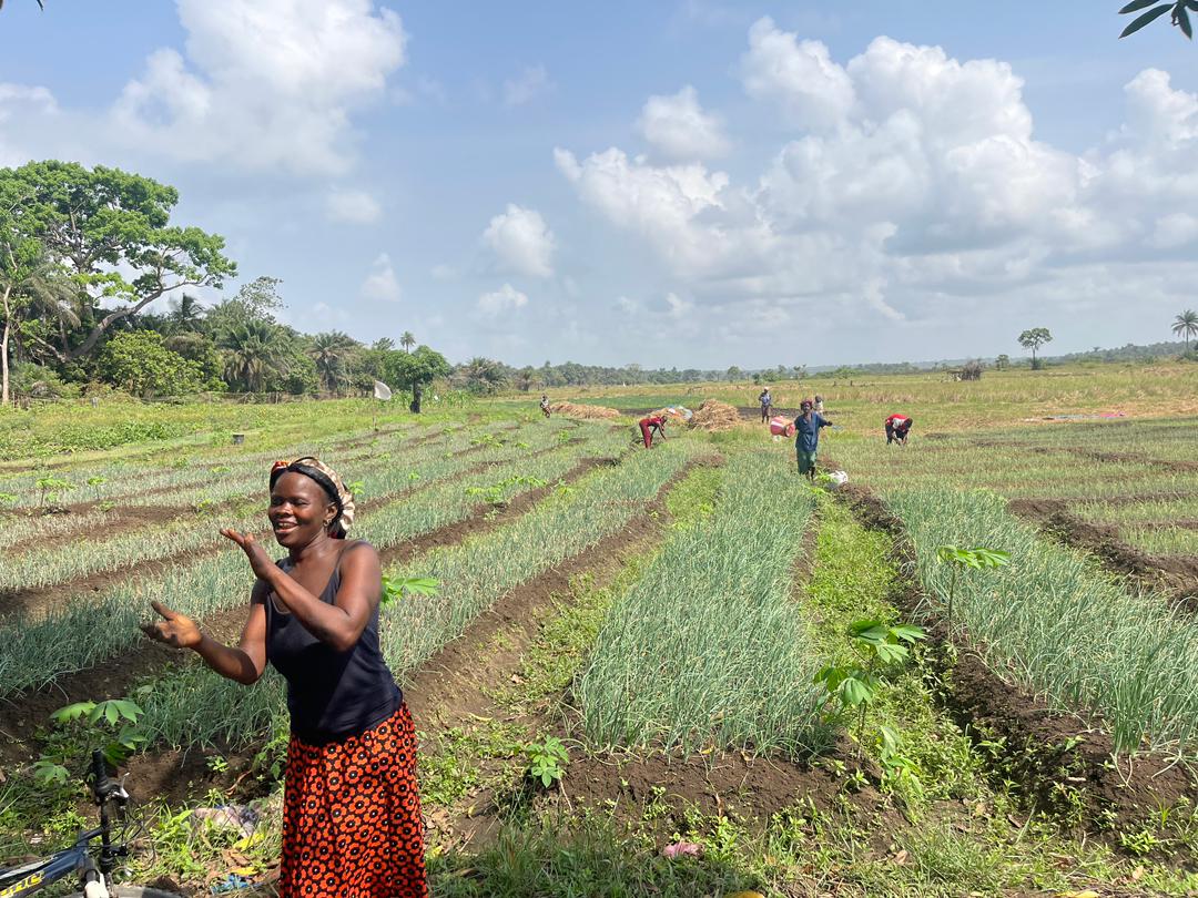 Onion gardens supported in Lungi, Kaffu Bullom Chiefdom, Port Loko district.