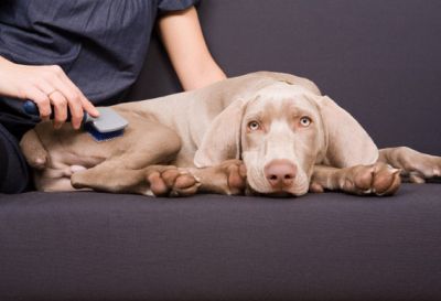 What You Should Know Before Administering Dietary Supplements to Your Pets