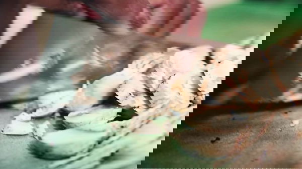 Videos