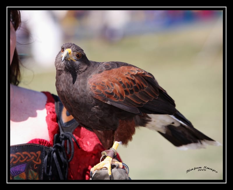 Medieval Faire, Norman OK 2009