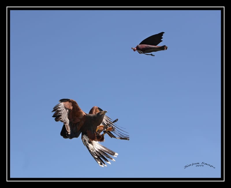 Medieval Faire, Norman OK 2009