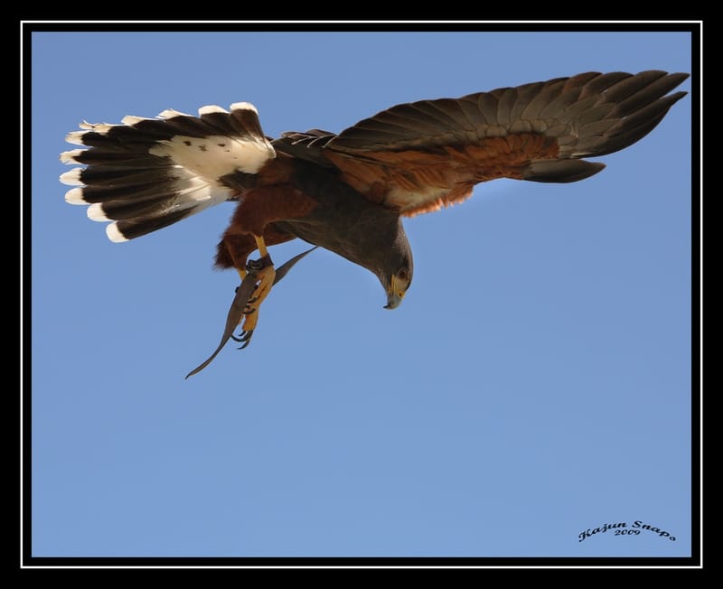 Medieval Faire, Norman OK 2009