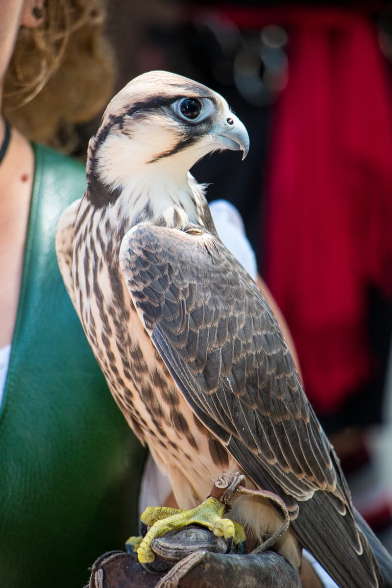 Medieval Faire May 27,2023