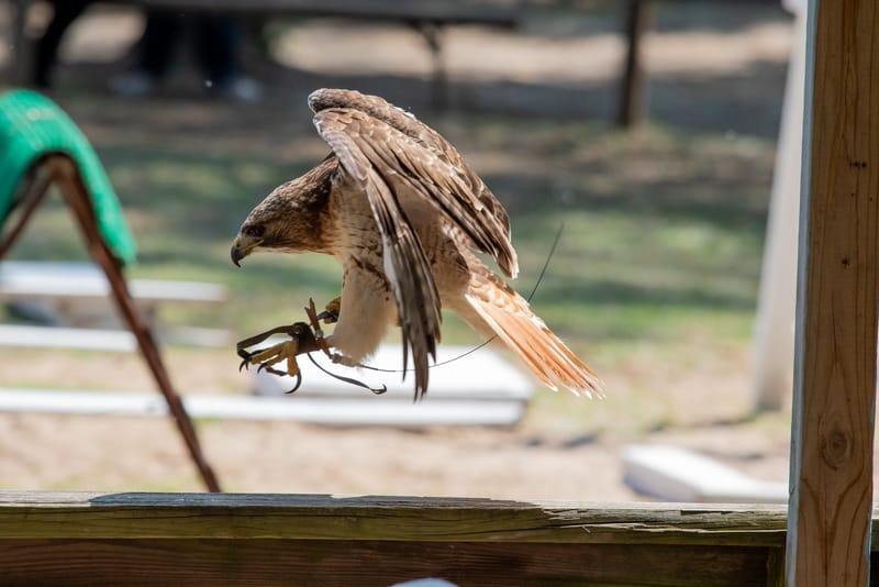 Medieval Faire May 27,2023