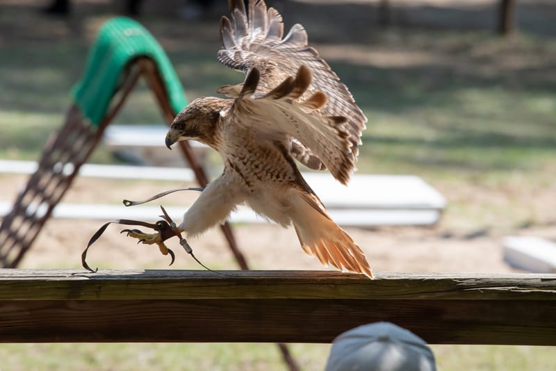 Medieval Faire May 27,2023