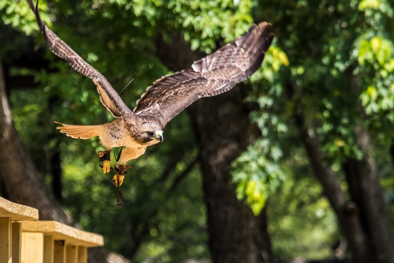 Medieval Faire May 27,2023