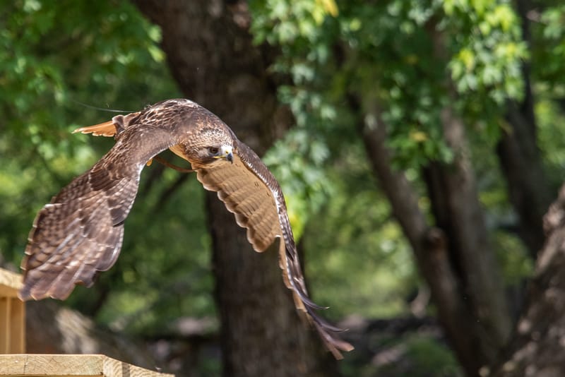 Medieval Faire May 27,2023