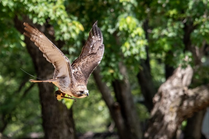 Medieval Faire May 27,2023