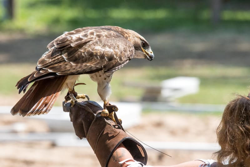 Medieval Faire May 27,2023