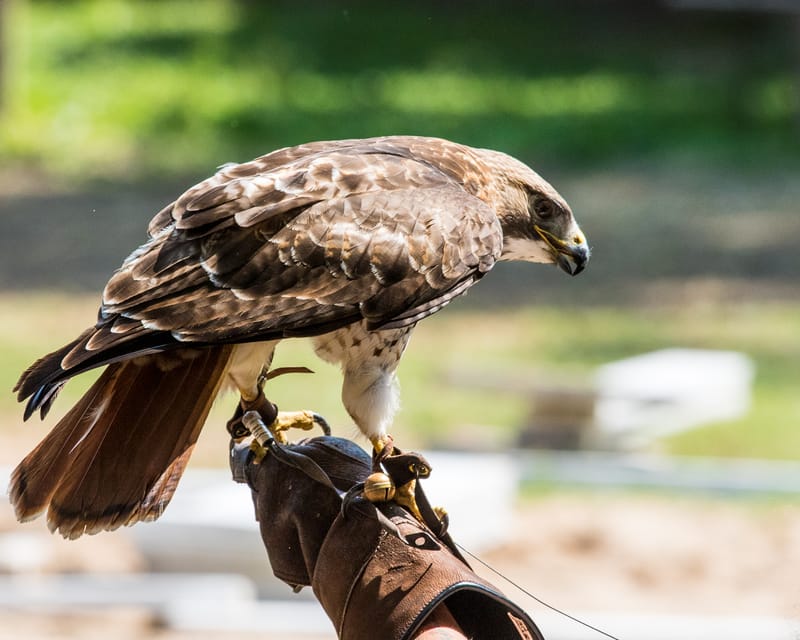 Medieval Faire May 27,2023
