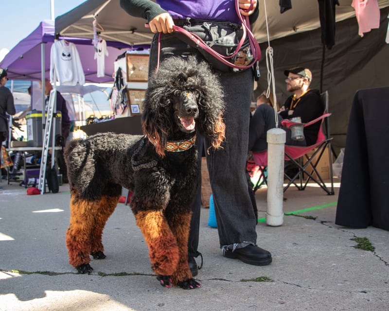 Czech Festival Yukon 2323