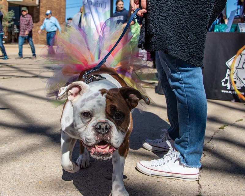 Czech Festival Yukon 2323