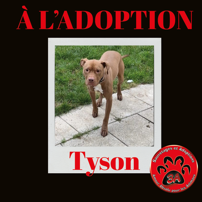 TYSON