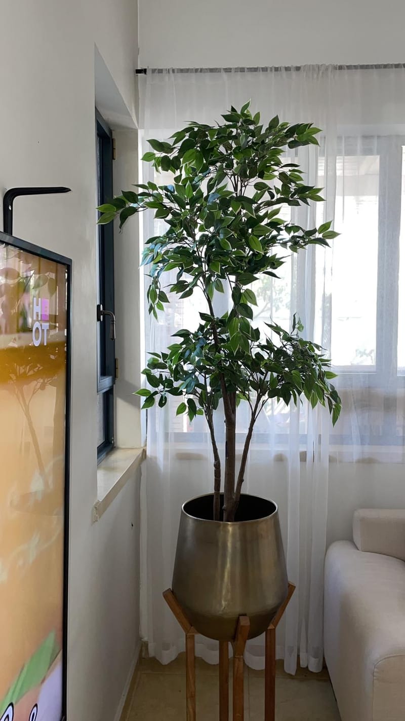 הפרויקטים שלנו