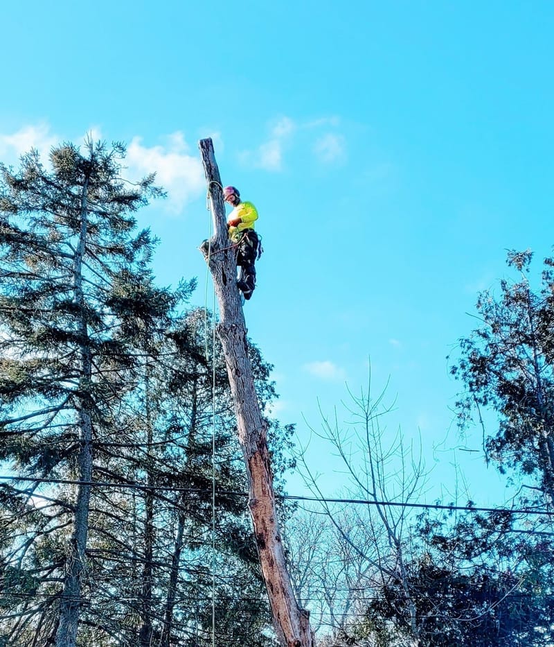 TREE REMOVAL
