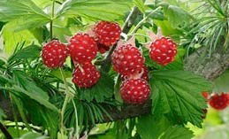 野いちごの会の読み語り image