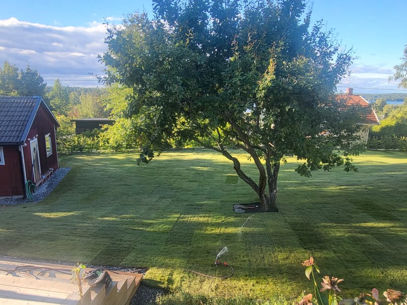 Anläggning av gräsmatta