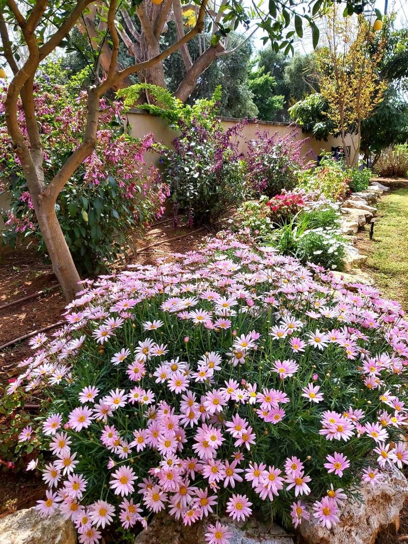 תכנון והקמת גינות