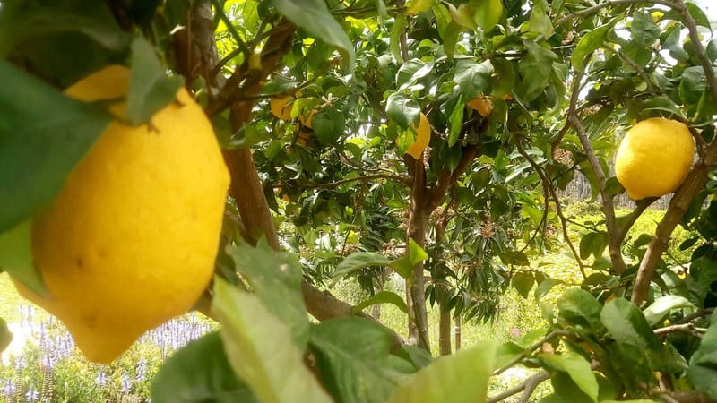 תכנון והקמת גינות