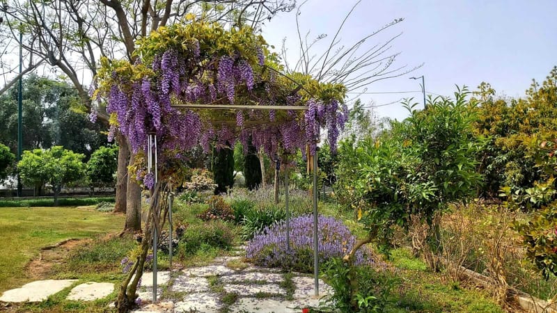 תכנון והקמת גינות