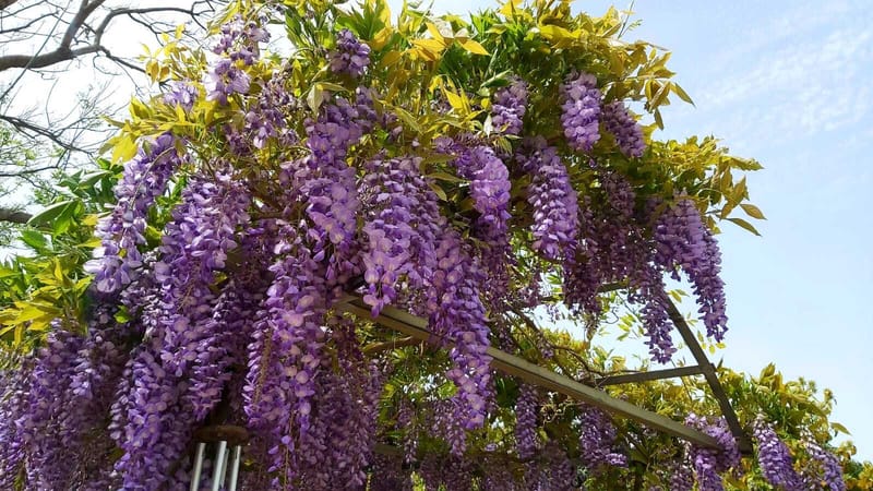 תכנון והקמת גינות