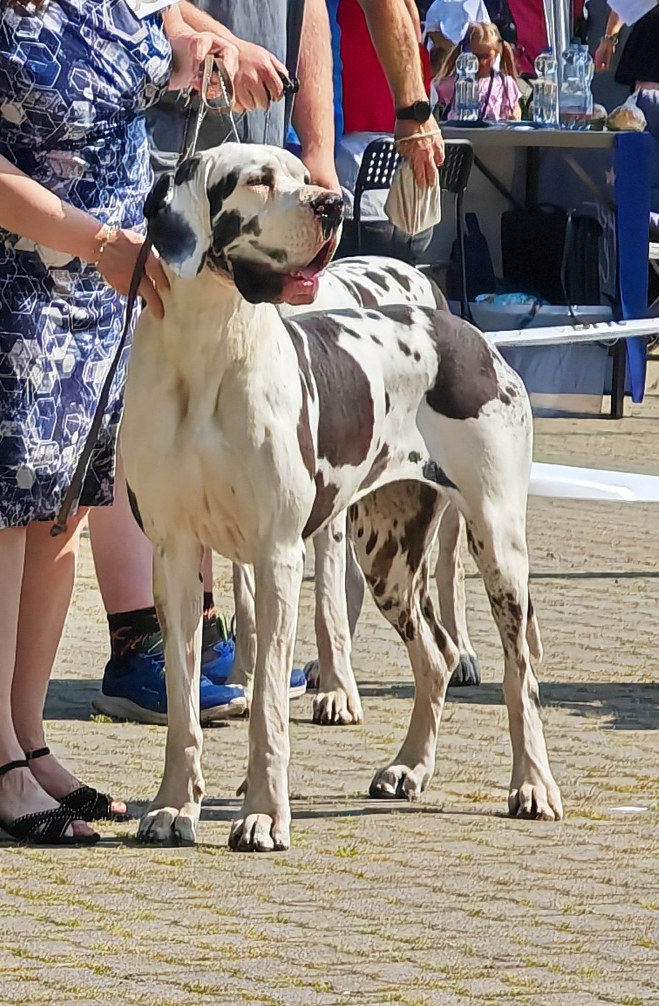 CACIB Litoměřice - 28. 05. 2023