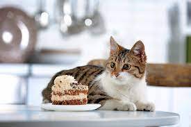 I GATTI SONO GOLOSI DI DOLCI?