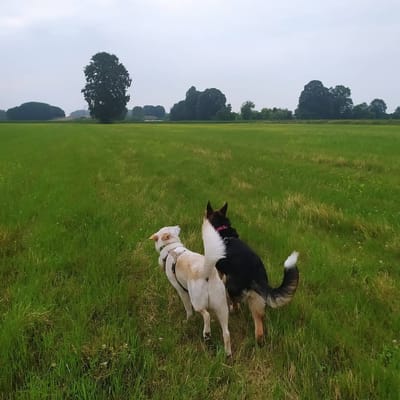 QUALCOSA SU DI ME  image