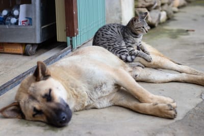 Créer un espace confortable pour votre chien