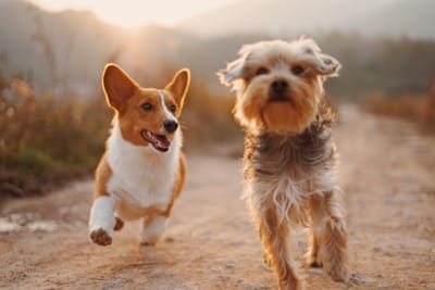 Assurance sante animaux compagnie
