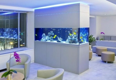 Un aquarium a la maison eau de mer ou eau douce