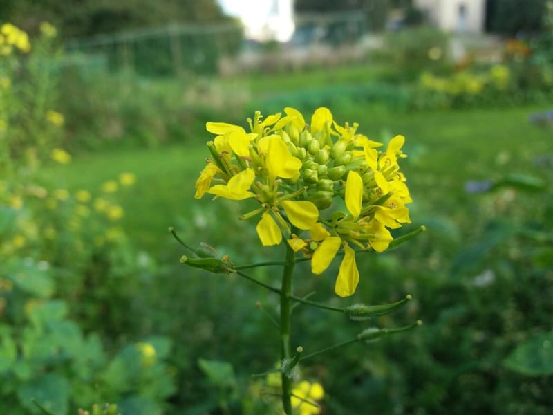 Flores de Bach