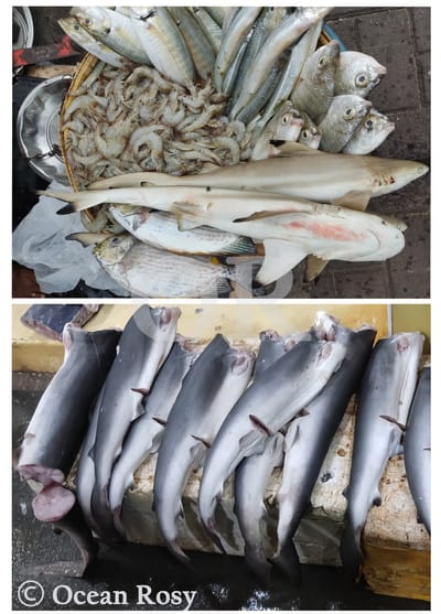 Ocean Rosy wants to share the happiest news with shark lovers.