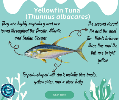 Yellowfin tuna (๐ป๐๐๐๐๐๐ ๐๐๐๐๐๐๐๐๐)