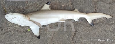 ๐ช๐๐๐๐๐๐๐๐๐๐๐ ๐๐๐๐๐๐๐๐๐๐๐๐ - Black tip Reef Shark